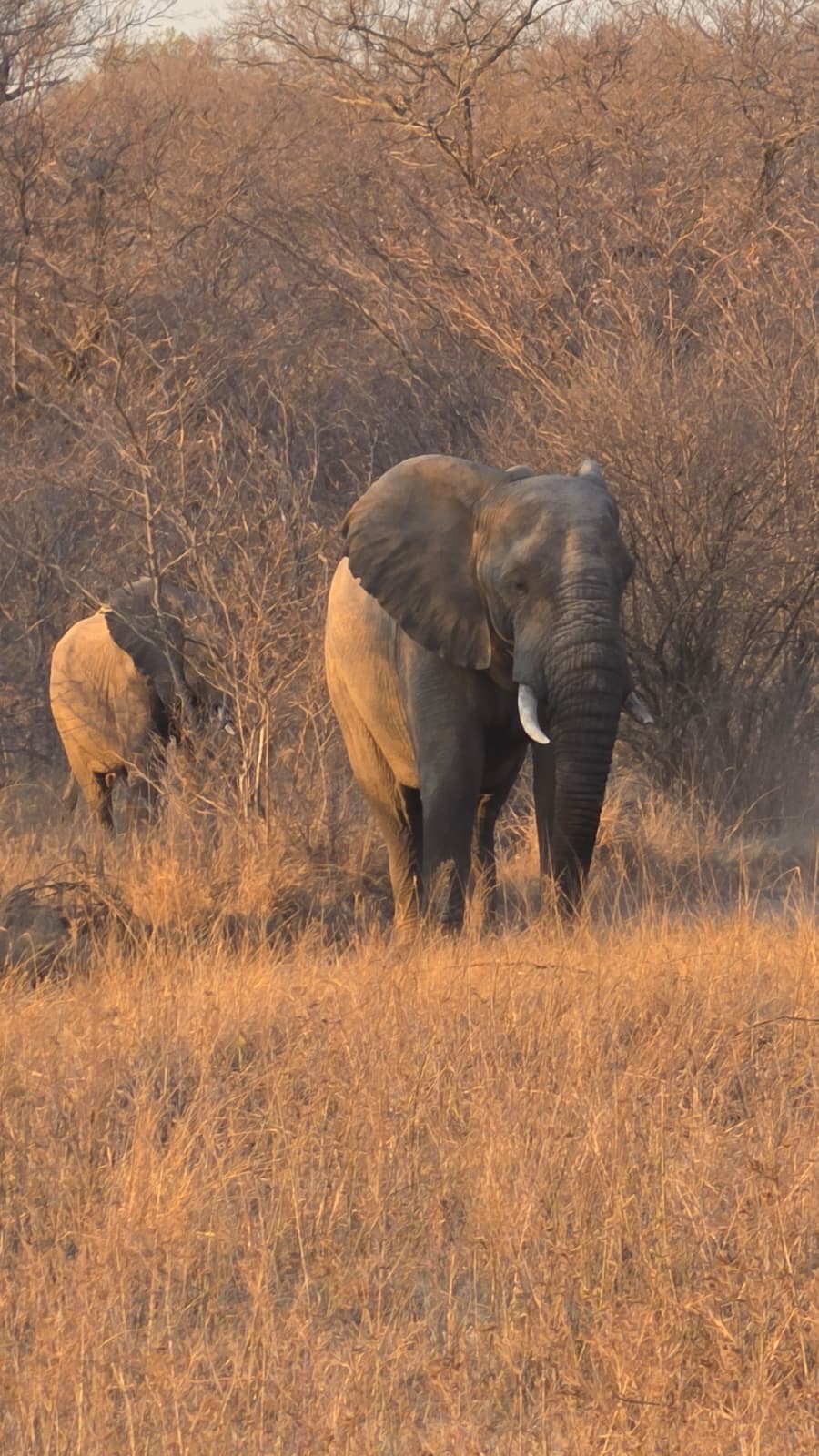 Elephant during a supervised veterinary field experience at a partner location