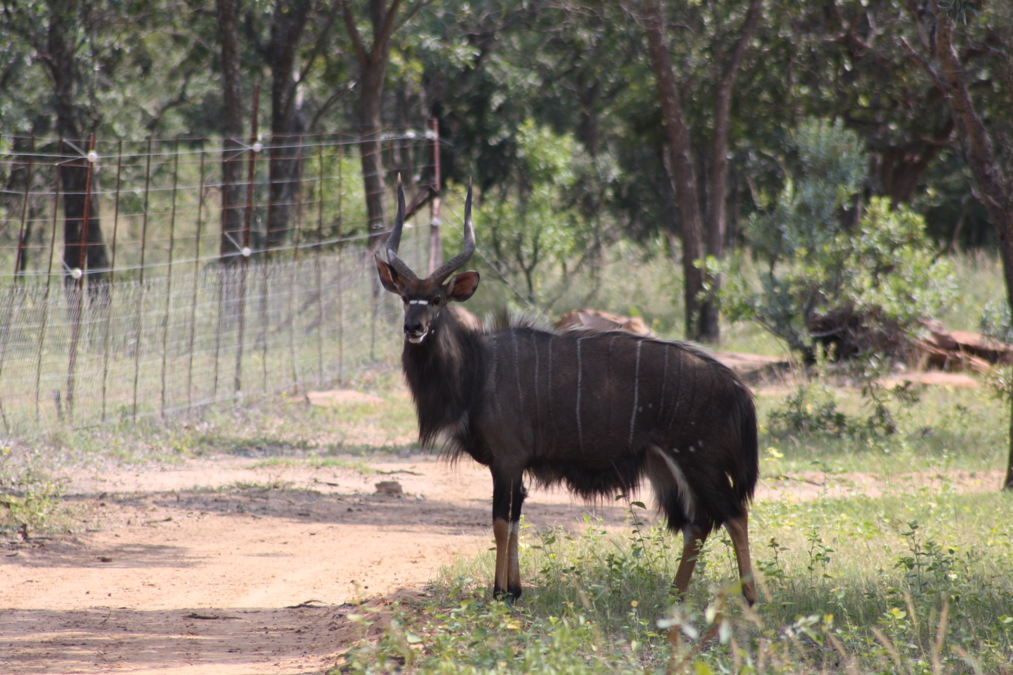 Nyala bull on a Seringa path