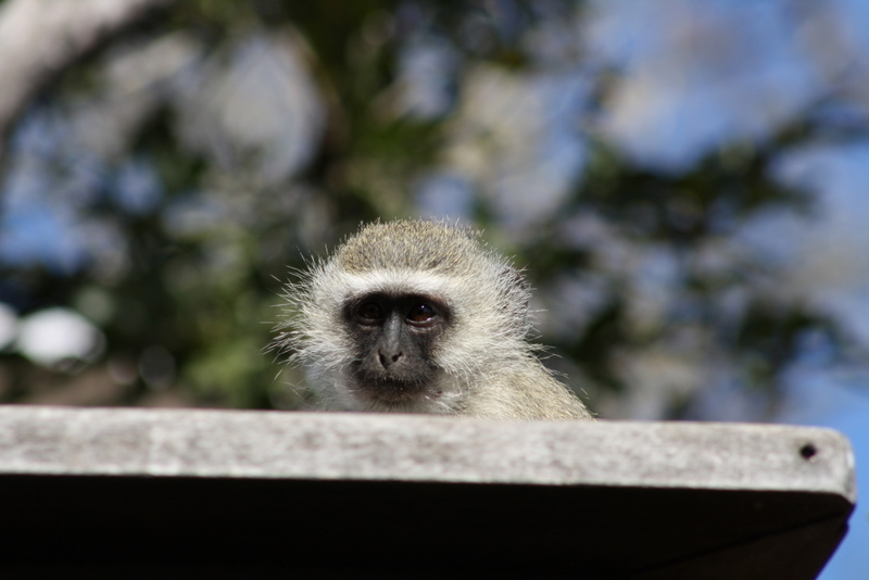 Vervet monkey peeking over an outdoor table at Seringa
